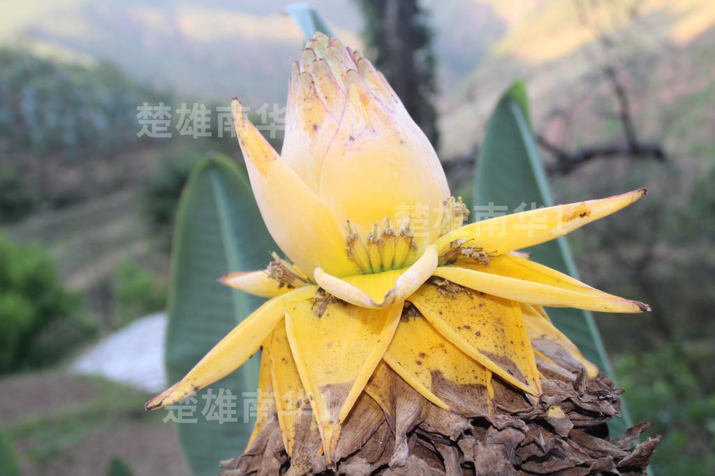 云南巨型花卉 佛花 地涌金莲 千瓣莲花