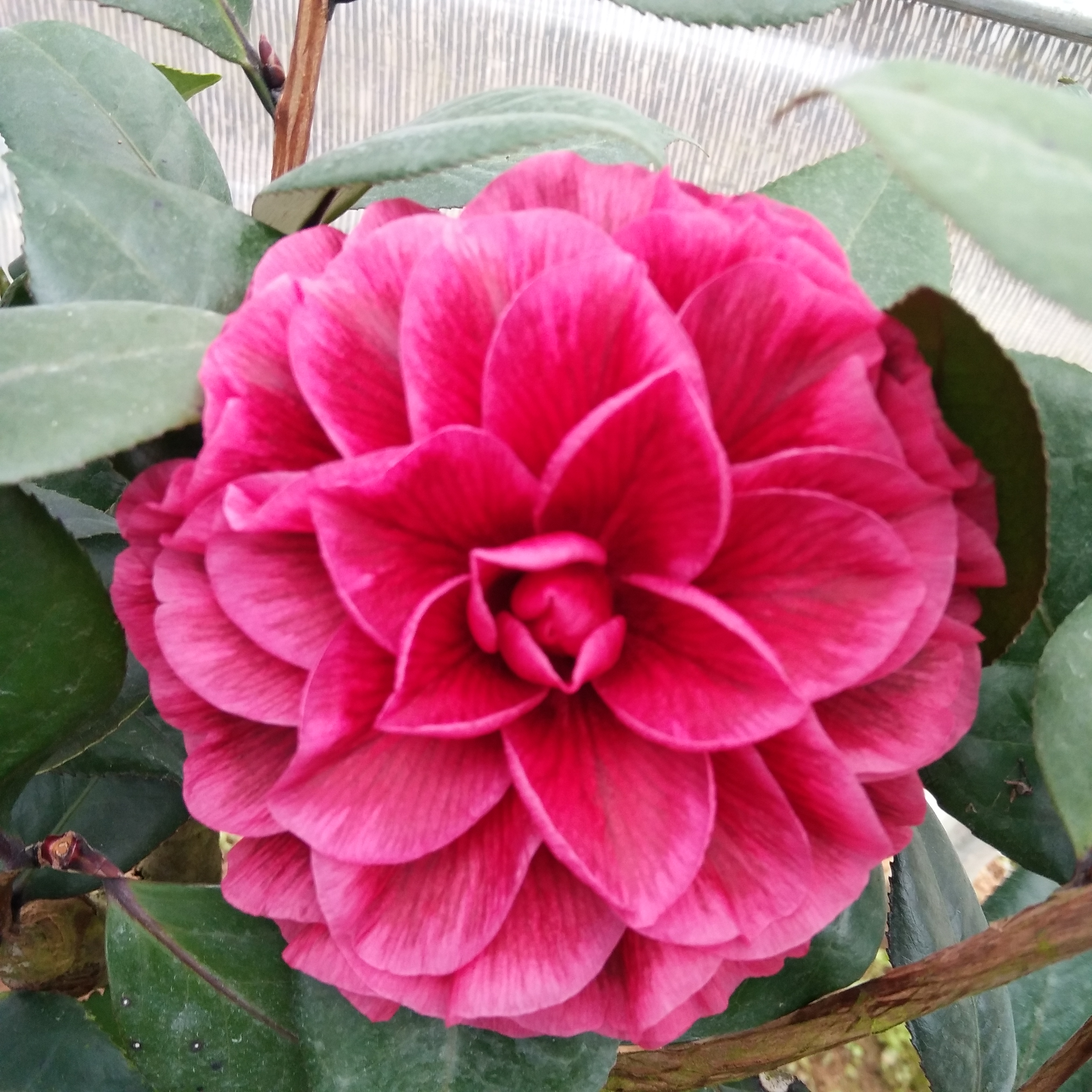 红叶贝拉茶花树苗 好养的花室内庭院阳台观叶赏花植物图片