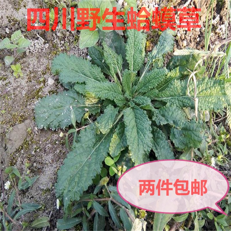 四川野生中药材新鲜癞蛤蟆草青蛙草荔枝草整株带泥发货