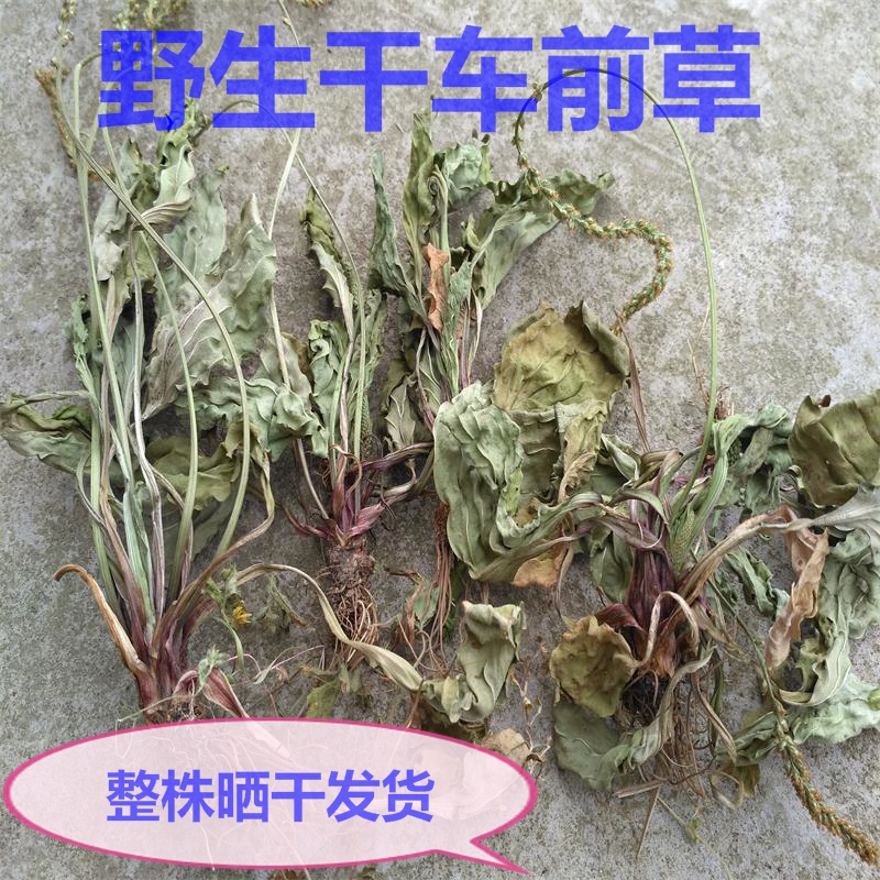 中药材 四川野生车轮草车前草传统营养品滋补晒干车前草车茶草