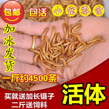 包邮 面包虫活体鹦鹉鱼乌龟金龙鱼画眉鸟石蛙饲料500g 黄粉虫活体