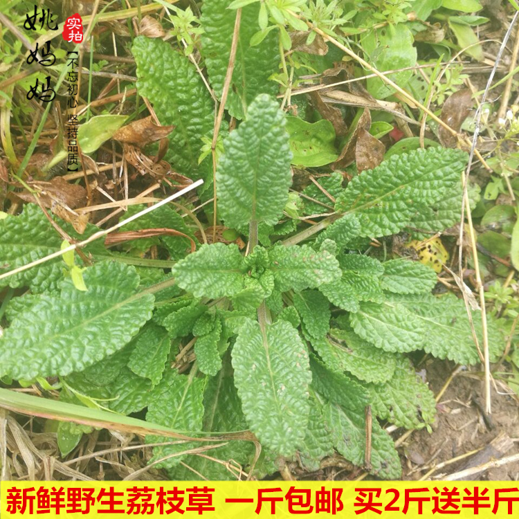 山野生癞蛤蟆草荔枝草雪见草皱皮草青蛙草蟾蜍草整棵全草鲜品1斤