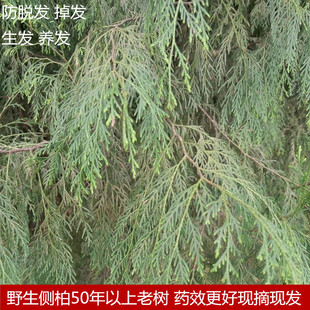 四川纯野生侧柏叶黄柏香柏扁柏扁桧香树香柯树防脱发乌发生发白发