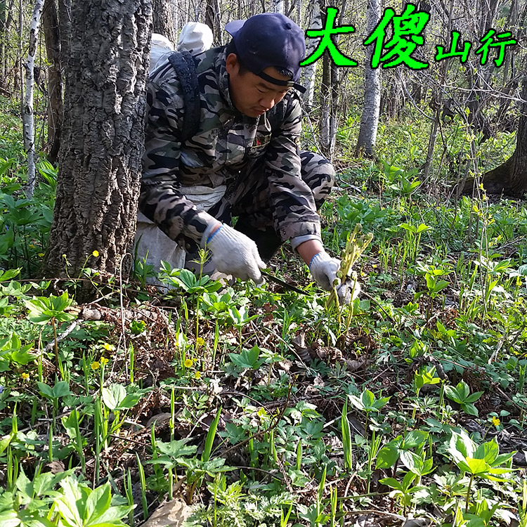 2016年5月东北野生薇菜干货特产牛毛广长白山山野菜新货出口50克