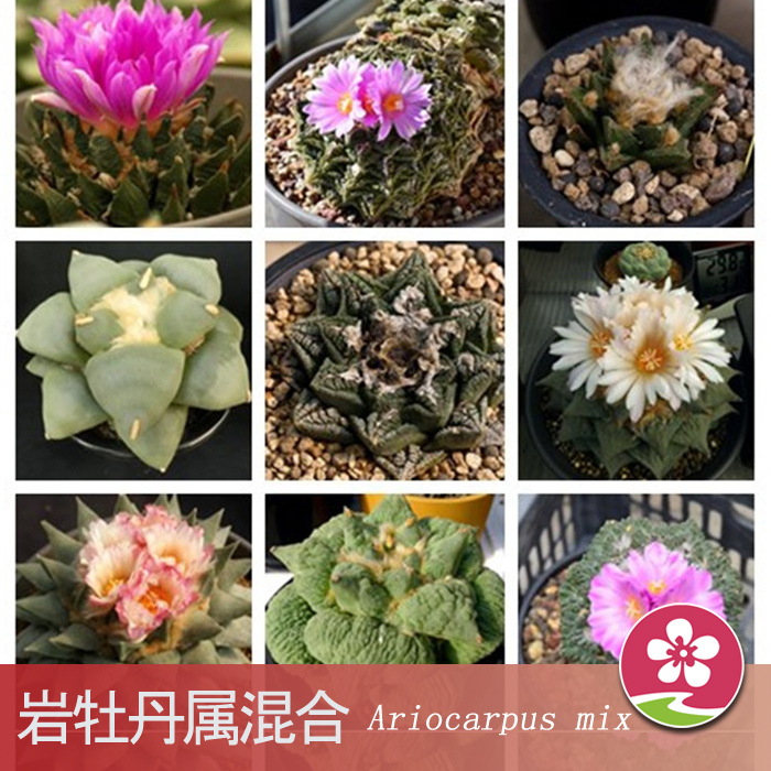 【醉花园艺】岩牡丹属混合多肉种子 仙人球种子ariocarpus mix