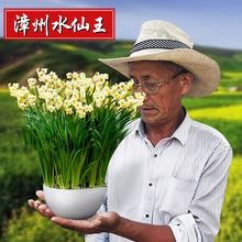 水仙花种球水培植物桌面花卉绿植盆栽百合风信子洋水仙花种子