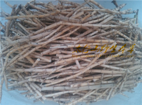 白茅根野生新鲜白茅根茅草根坚草根