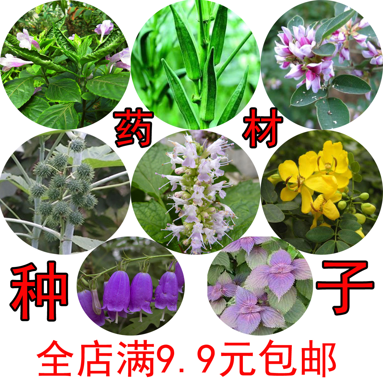 中药材种子胡枝子党参紫苏蓖麻子黄秋葵决明子藿香板蓝根种子包邮