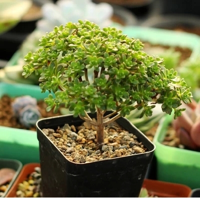 精品小人祭多肉植物 景天绿色盆栽花卉 办公室内桌面多肉绿植