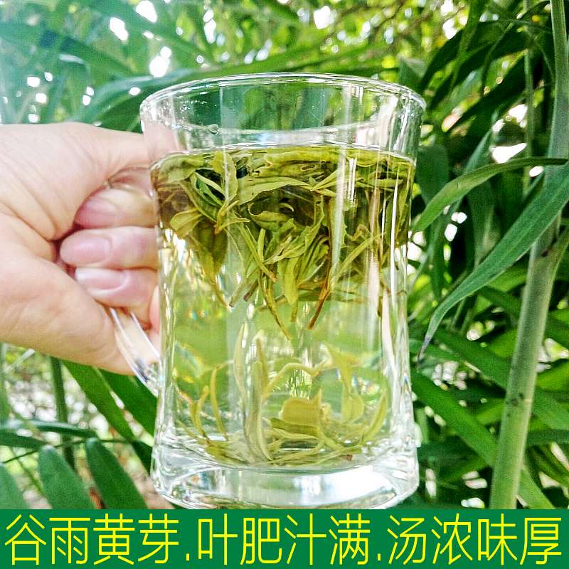 霍山黄芽2016新茶 特级茶叶雨前 春茶高山黄茶 散装500g 礼盒装