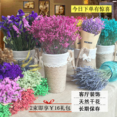 饰花永生花干花满天星 干花花束云南天然干花勿忘我真花风干客厅装