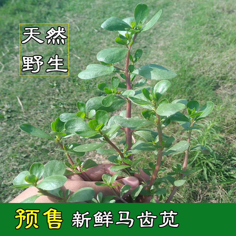 【预售】天然野生新鲜马齿苋菜马齿汗菜长寿菜野菜五行草3斤包邮