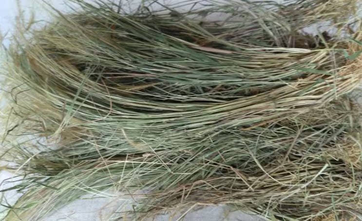 中药材云南金丝草 笔仔草 黄毛草笔子草猫尾草 兔丝草 500克