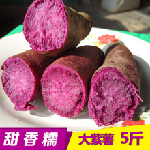 包邮 谷力士河南特产迷你大紫薯香薯新鲜番薯红薯地瓜5斤