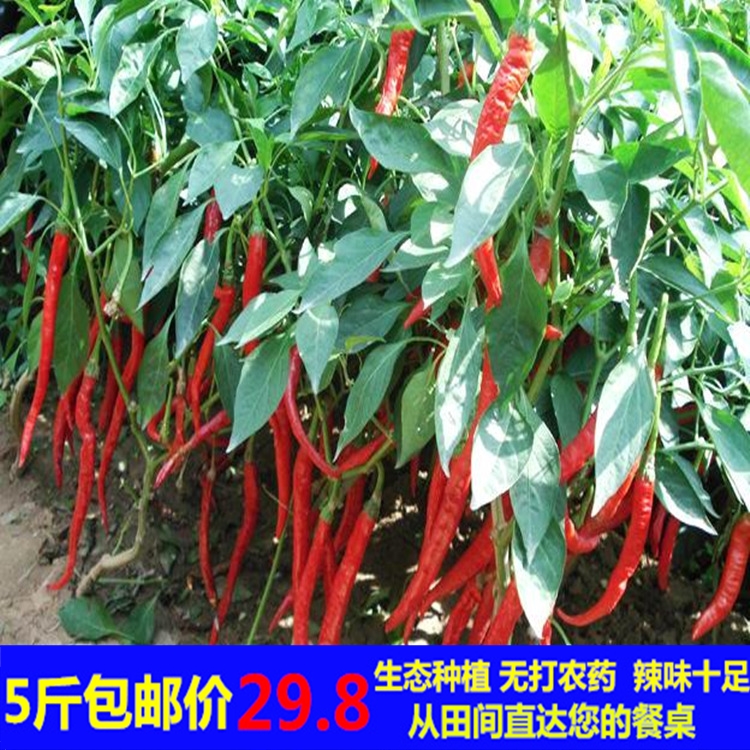 湖南衡阳农家特产衡东三樟树黄贡椒原生态自种新鲜黄辣椒500g