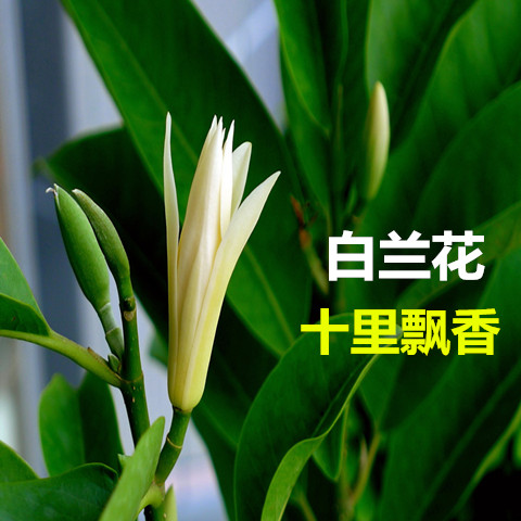 白玉兰树苗白兰花盆栽白兰花苗木兰花黄桷兰树苗浓香绿植茉莉