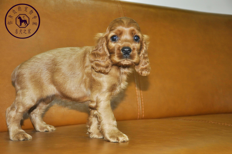 重庆狗狗之家宠物店出售纯种英国可卡犬大耳朵狗狗美国可卡犬包邮