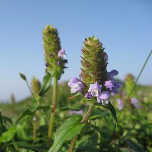 野生新鲜夏枯草夏球茶棒槌草六月干白花草1斤有根果花种子苗干品