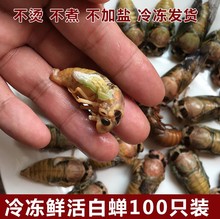 包邮 2017年新鲜嫩野生金禅白脱皮只了顺丰