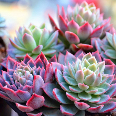 「爱丽儿 凌雪 林依晨」韩国进口多肉植物 贵货