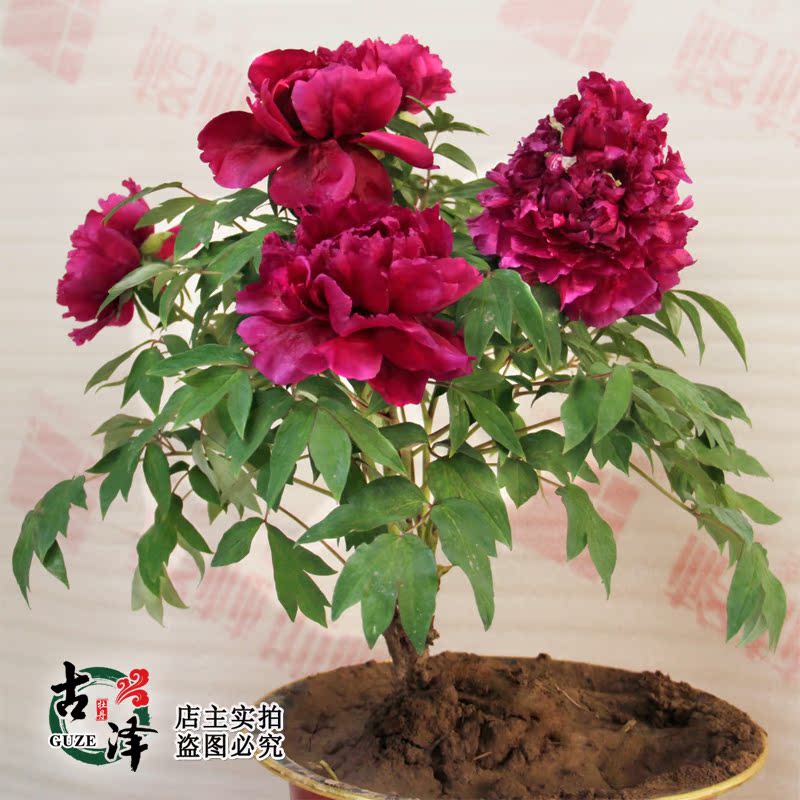 冠世墨玉庭院植物牡丹花苗5年大苗菏泽洛阳牡丹苗盆栽花卉室内