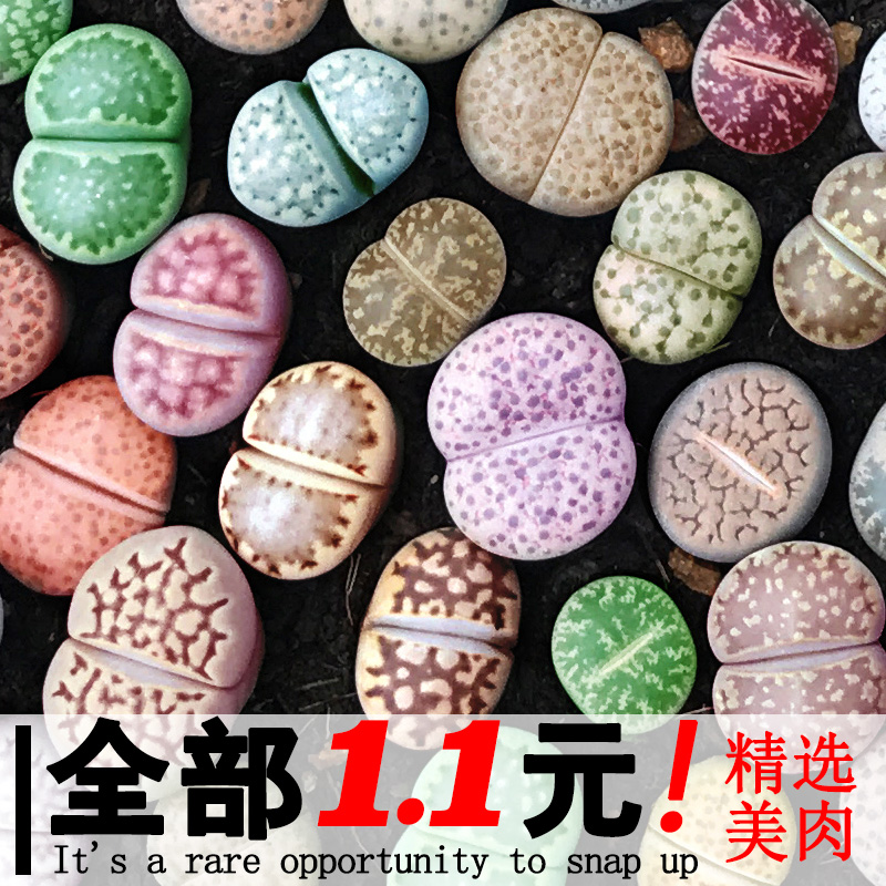 ak多肉花卉 生石花组合 又名石头花 屁股花 pp花 满额包邮
