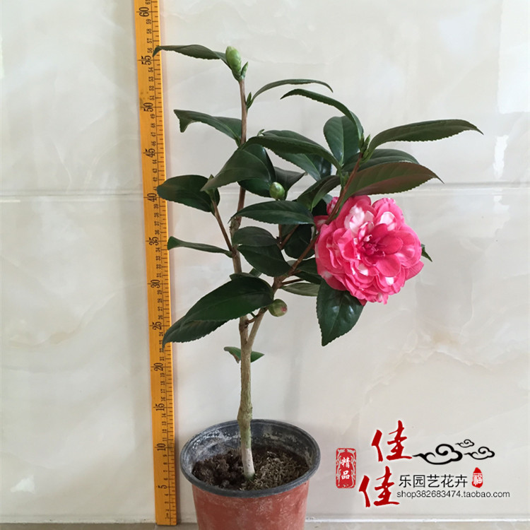 【青叶贝拉山茶花】大玫瑰花苗带花苞盆栽 庭院阳台绿植花卉精品图片
