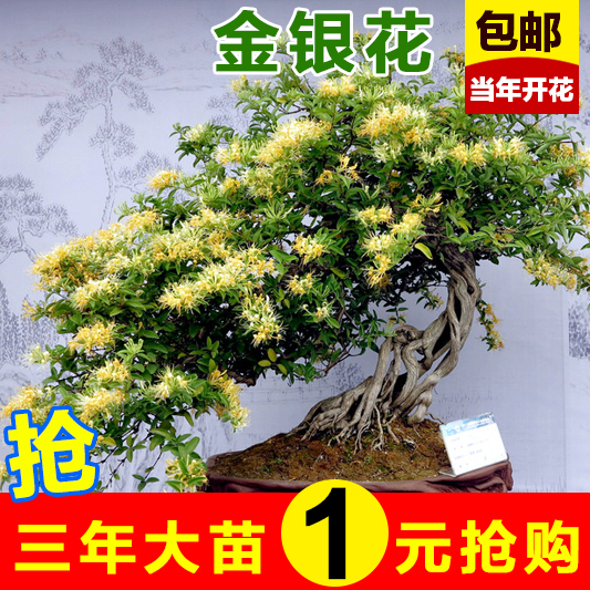 金银花苗木盆栽四季种植室内爬藤攀援植物树苗盆景树桩当年开花卉