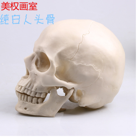 美术素描模型1:1人体骨骼模型 人头骨摆件 树脂骷髅头 办公摆件 - 360购物