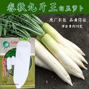 大白萝卜种子 迟抽九斤王萝卜 高档杂交优质庭院易种蔬果蔬菜种子