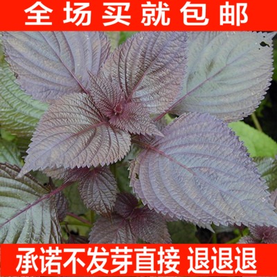四季播种补血补钙中草药 纯野生药用特菜 紫苏子种子50粒装易成活