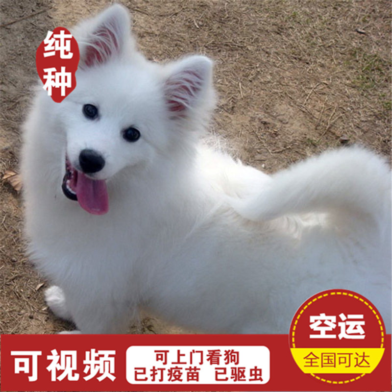 纯种银狐犬幼犬 活体宠物狗狗 日本尖嘴 小型白色 狐狸狗出售