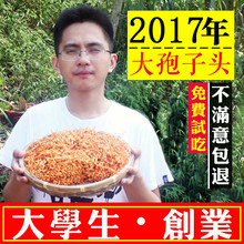 北虫草孢子头 农家干货蛹虫草金北虫草花精选无硫 虫草花正品