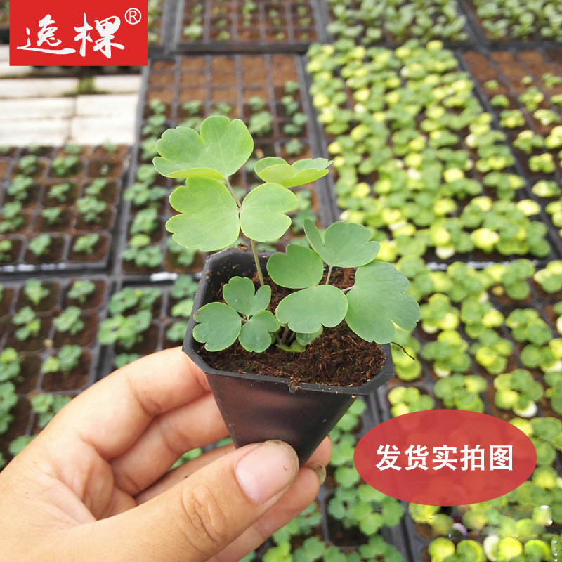 逸棵耧斗菜花苗小苗花卉阳台庭院四季开花多年生庭院耐寒四季绿植