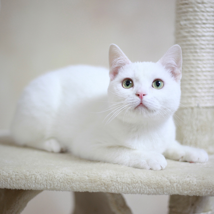 英国短毛猫英短纯白猫 家养立耳纯种小型宠物猫咪活体