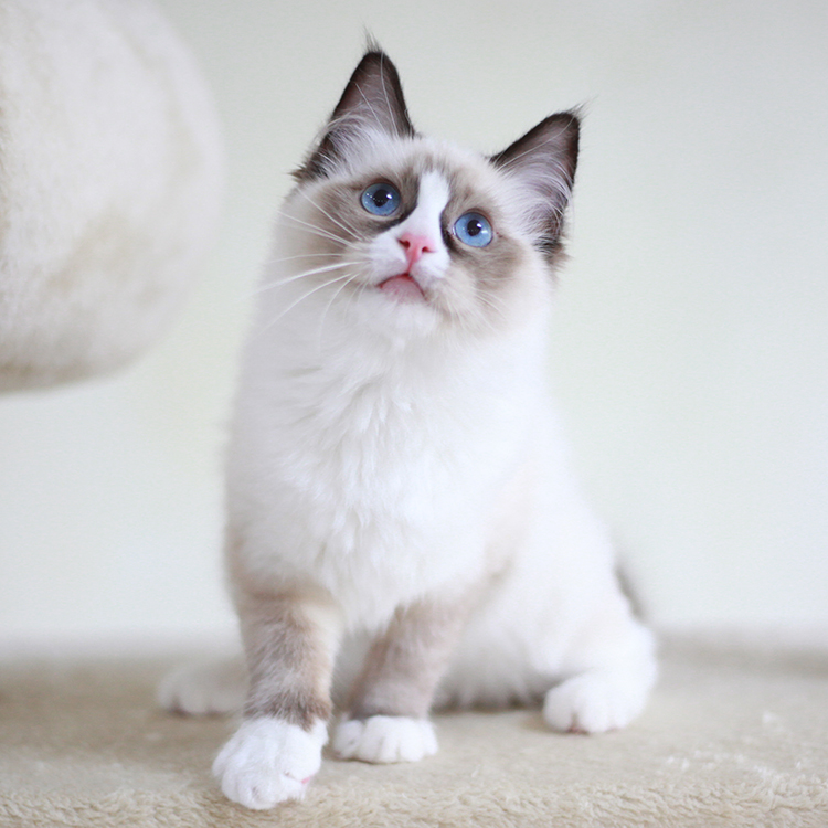 纯种美国布偶猫萌宠 海双蓝眼长毛猫幼猫宠物猫咪活体