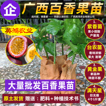 满天星 四季可种半年结 黄金果 果树苗 西番莲 紫香一号 百香果苗