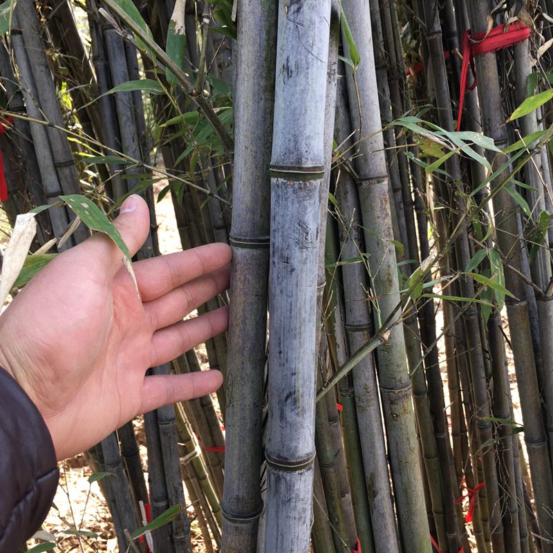 室内精品绿植龙须树盆栽多头龙血树 七彩铁盆栽五彩千年木马尾铁