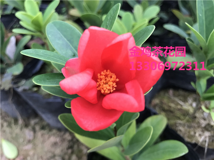 四季杜鹃红山茶四季杜鹃茶茶花苗山茶树苗室内外鲜花绿植盆景包邮