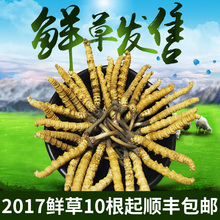 新鲜冬虫夏草正宗青海玉树天然野生虫草正品 0.35g 买10送1