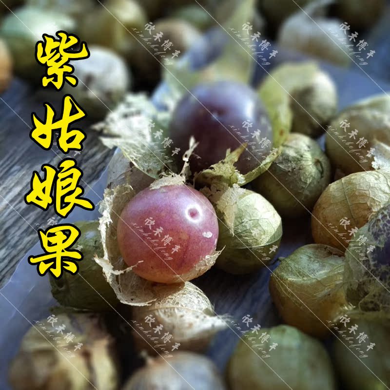东北姑娘果种子盆栽甜四季播野生草莓灯笼果种大紫姑娘果大黄水果