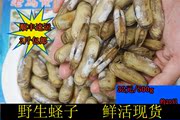 青岛胶州老马海鲜水产 新鲜野生蛏子鲜活海蚬500g