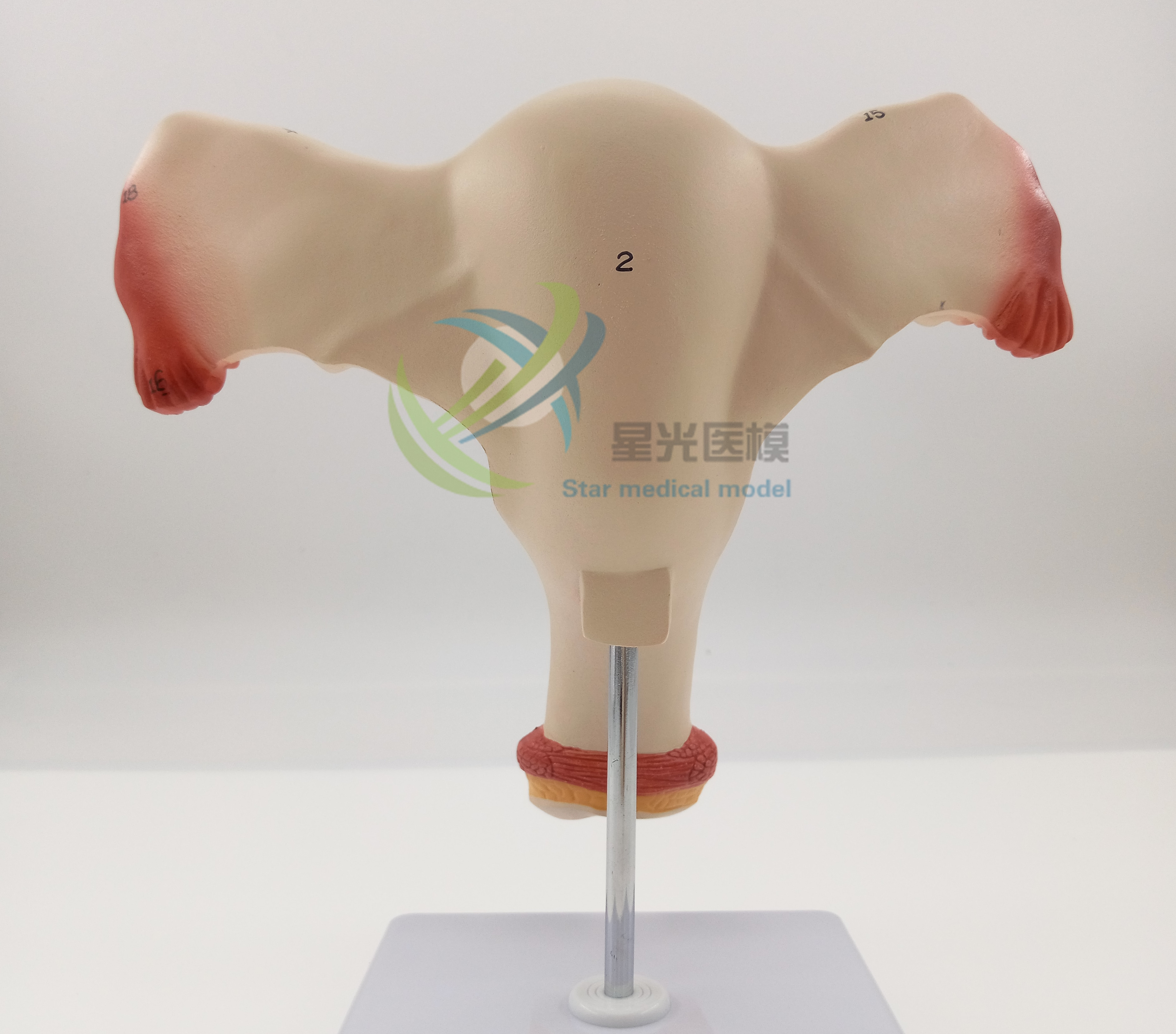 星光医模子宫模型女性内生殖系统器官解剖模型生殖结构模型带注释