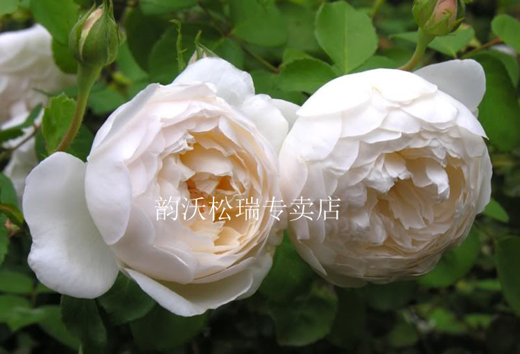香水切花月季苗 格拉姆斯城堡 勤花包菜纯白色四季开花玫瑰