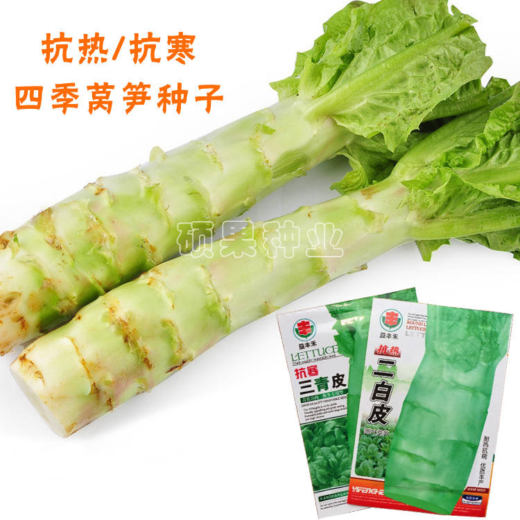 莴苣莴笋种子 耐热耐寒 绿皮红皮莴菜香乌笋千金菜蔬菜籽四季可播