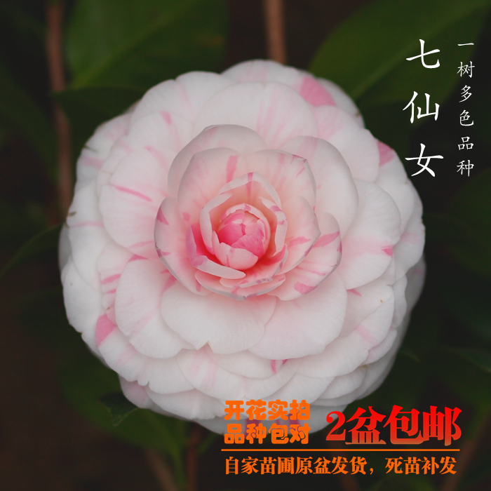 七仙女 茶花 盆栽带花苞 文瓣五色螺旋粉 湖北茶花种植 苗圃直销