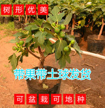 包邮 四季紫果青皮无花果树苗盆栽地栽南北方种植当年结果阳台庭院