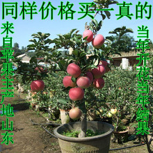 嫁接结果苹果树苗盆栽地栽阳台庭院水果种子葡萄南北方种植盆景
