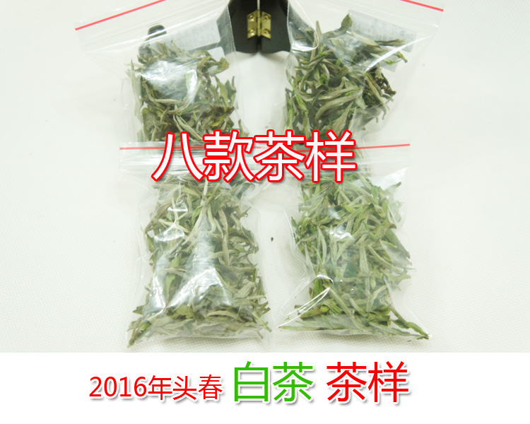 2016年白茶样品试喝白牡丹白毫银针寿眉政和白茶福鼎清明前茶叶