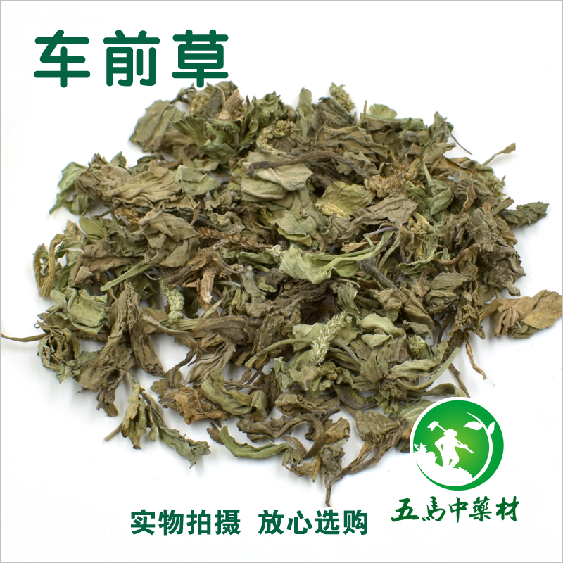 中药材车前草 野生车前草牛舌菜整棵全草50克实体店铺抓药可磨粉